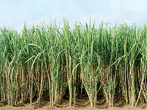 Sugar Cane