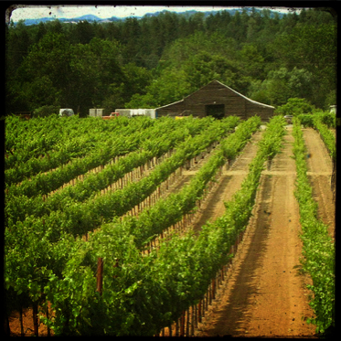 grape fields of Dove Farms