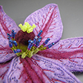 felt clematis pin