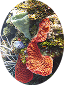 The many colors and textures of the reef