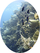 Diverse coral, vegetation, and fish